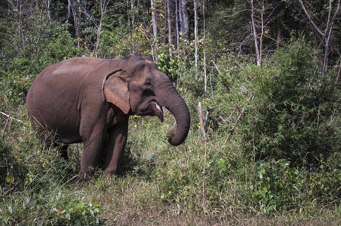 Slon indický - Kambodža