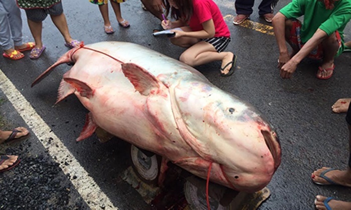 Obří sumec 170 kg, prodána na trhu za 42.000 Thb Ubon Ratchathani Thajsko