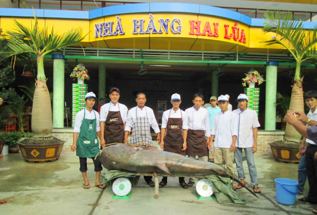 Pangas Velký - 247 Kg uloven v Tonle Sap